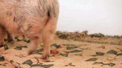 How Long Do Potbellied Pigs Live? Instructional Video