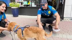 Somerville police to swear in new K-9 officer they hope will help spread ‘pawsitivity’ News Clip