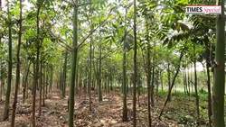 Here is how two garbage dumps were transformed into urban forests in Pune News Clip