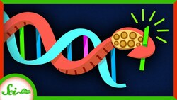 Cephalopods Have a Totally Wild Way of Adapting Instructional Video