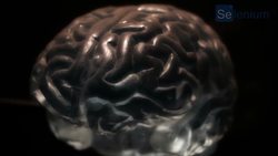 Que es la plasticidad cerebral o neuroplasticidad y como se produce Instructional Video