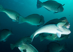 Humphead Parrotfish Instructional Video