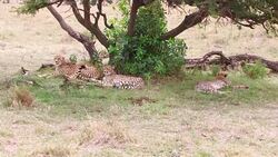 cheetahs lying under tree in savanna at africa Stock Footage