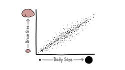 Why Pets Have Surprisingly Small Brains Instructional Video