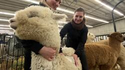 Alpaca enthusiasts pack Brandon's Keystone Centre for friendly competition News Clip