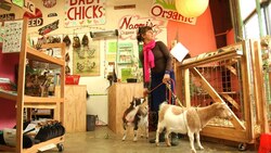 Expert Advice For Raising Goats in the City Instructional Video