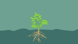 What Is Asexual Reproduction Instructional Video