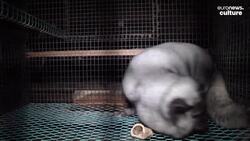 Inside Finland's cruel fox fur farms, the shame of the luxury fashion industry News Clip