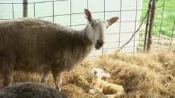 The Rituals of Spring: Lambing Season's Essential Bonding Instructional Video