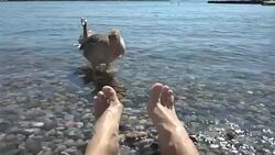 Wild migratory geese require food from tourists on the beach Stock Footage