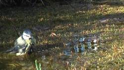 Semiotics: WTF? Introduction to Saussure, the Signifier and Signified Instructional Video