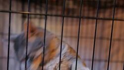 How to Cat-Proof Your Home & Yard Instructional Video