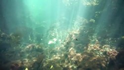Underwater at Cenote in the Yucatán Peninsula, Mexico Stock Footage