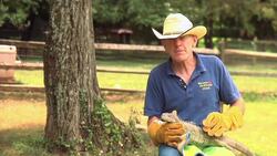 What Is an Iguana? Instructional Video