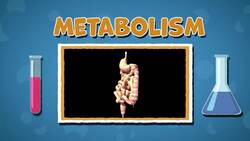 I WONDER - What Is Metabolism? Instructional Video