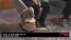 Debunking Myths Around Adopting Large Dogs News Clip