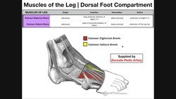 Muscles of the Foot Dorsum | Origins, Insertions, Actions, Etc. Instructional Video