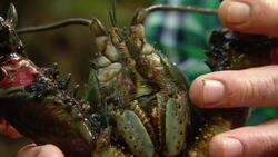 The Tasmanian Giant Freshwater Crayfish Instructional Video