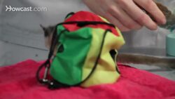 How to Care for Pet Sugar Gliders with Dr. Anthony Pilny Instructional Video