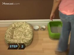 How to Litter Train a Cat Instructional Video