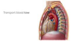 What is an artery? Instructional Video