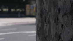 Traffic around Hyde Park and people enjoying the sunshine News Clip