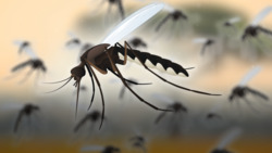 We Helped Make Mosquitoes A Problem Instructional Video