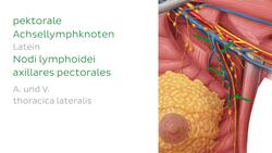 Lymphabfluss der weiblichen Brust Instructional Video