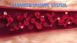 I WONDER - Why Are White Blood Cells So Important? Instructional Video