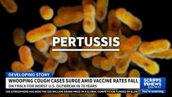 Whooping cough cases surging amid decline in vaccination rates News Clip
