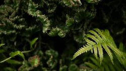 Leafless, spiny, evergreen desert plant cultivated as ornamental in botanical garden. Succulents background, natural pattern. Euphorbia crested cactus in greenhouse. Coral zigzag with pink spines. Stock Footage