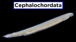 Invertebrate Chordates Part 1: Subphylum Cephalochordata (Lancelets) Instructional Video