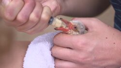 Special airlift for baby flamingos in drought peril in South Africa News Clip