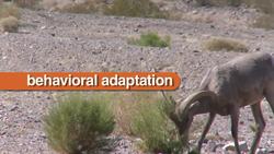 Adaption Instructional Video