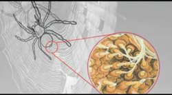 Silk - If Spiders and Worms Can Do It, Why Can't We Instructional Video
