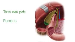 Gallbladder Instructional Video