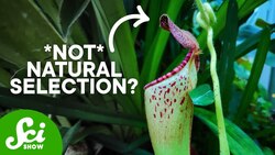 Does Evolution Happen Gradually or Suddenly? Instructional Video