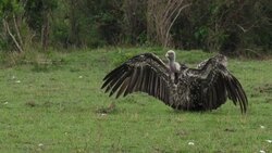 Birds of prey and lioness in nature reserve, dead wildebeest skeleton News Clip