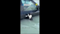 Cat Clings To Car Door To Escape Dubai Flooding, Rescued News Clip
