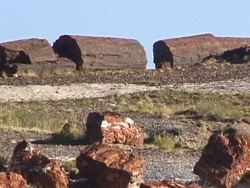 Fósiles fascinantes: video de evaluación Instructional Video