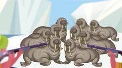 I WONDER - Are Walruses Endangered? Me Pregunto - Están En Peligro De Extinción Las Morsas? Instructional Video