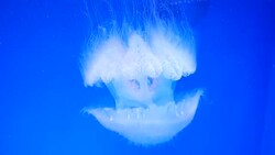 Close-up Jellyfish, Medusa in fish tank with neon light. Stock Footage