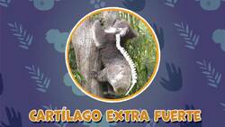 High Five Facts - Koala Choca Esos Cinco - Koalas Instructional Video