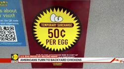 Why Americans are raising chickens in their backyard, egg crisis in US News Clip
