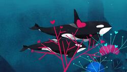 TED-Ed: Inside the killer whale matriarchy - Darren Croft Instructional Video