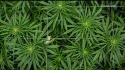 Covid Hurt Marijuana Sales for Aurora, CEO Says News Clip