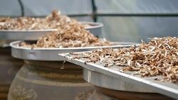 Drying of Ganoderma lucidum for cooking and medicinal ingredients. Stock Footage