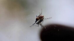 Close-up of a mosquito sucking blood on human skin, Mosquito is carrier of Malaria/ Encephalitis/ Dengue, Macro shot Stock Footage