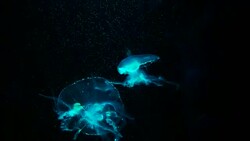 Close-up Jellyfish, Medusa in fish tank with neon light. Stock Footage