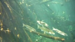 Underwater at Cenote in the Yucatán Peninsula, Mexico Stock Footage